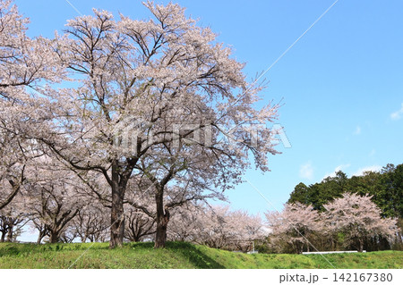 岩出山座散乱木公園の桜(宮城県大崎市) 岩出山座散乱木公園の桜(宮城県大崎市) 142167380