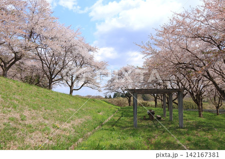 岩出山座散乱木公園の桜（宮城県大崎市） 142167381