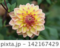 秋日和笑みこぼるるはダリアかな 142167429