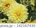 秋の風わたる黒川花の波 142167430