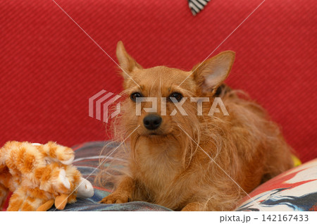 Cute little dog relaxing on a cozy couch surrounded by colorful toys and a warm atmosphere Cute little dog relaxing on a cozy couch surrounded by colorful toys and a warm atmosphere 142167433