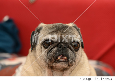 Charming pug relaxes on cozy sofa, enjoying a lazy afternoon in a warm, inviting living room setting Charming pug relaxes on cozy sofa, enjoying a lazy afternoon in a warm, inviting living room setting 142167603