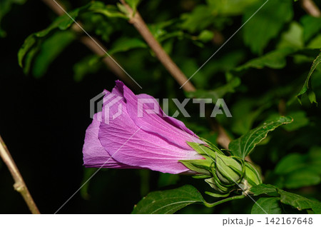 Blooming beauty in twilight, a delicate purple flower peeks through lush greenery, capturing nature's quiet charm 142167648
