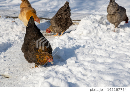 Chickens Foraging in Snowy Outdoor Environment 142167754
