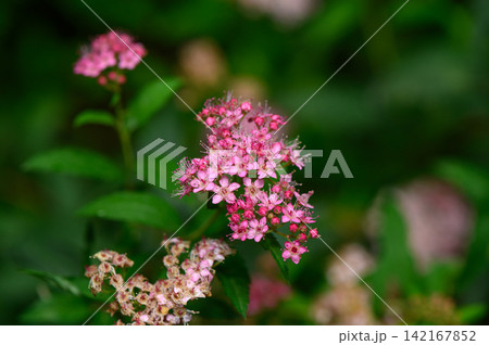 Close-up of bright pink spiraea flower clusters in a lush garden 142167852
