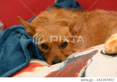 Charming dog relaxes on a colorful cushion surrounded by cozy blankets in a warm, inviting living room Charming dog relaxes on a colorful cushion surrounded by cozy blankets in a warm, inviting living room 142167853
