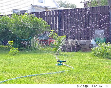 Lawn sprinkler watering grass in a backyard. Automatic irrigation system spraying water on green turf. Home garden maintenance and summer plant care equipment for landscape health. Lawn sprinkler watering grass in a backyard. Automatic irrigation system spraying water on green turf. Home garden maintenance and summer plant care equipment for landscape health. 142167900