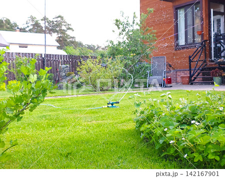Rotating sprinkler watering green grass in summer garden. Automatic irrigation system for lawn maintenance. Backyard landscape design with water droplets spraying on plants and vegetation. 142167901