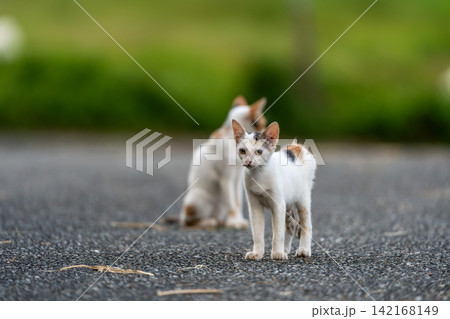 与那国島の野良猫 142168149