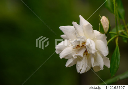 Close-up of a white rose in full bloom with a bud on a dark background 142168507