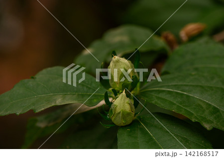 Close-up of unopened green flower buds nestled among lush leaves 142168517