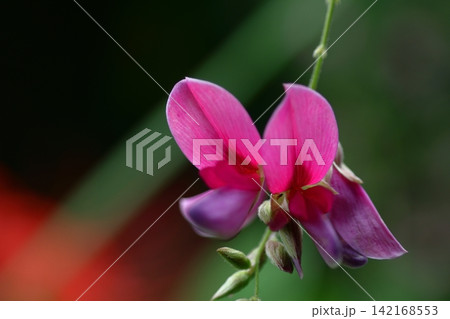 中秋の名月に供える花 142168553