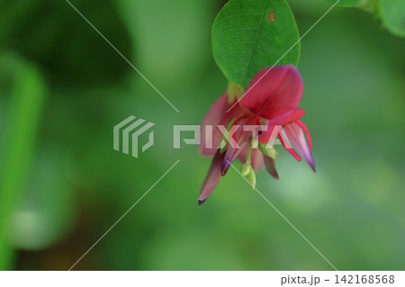 中秋の名月に供える花 中秋の名月に供える花 142168568