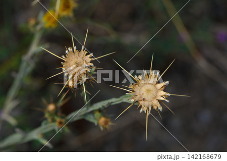 High-angle perspective on withered thistle pods with needle-sharp prickles in natural surroundings High-angle perspective on withered thistle pods with needle-sharp prickles in natural surroundings 142168679