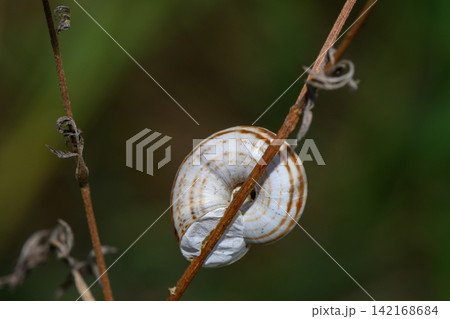 Macro capture of a striped snail shell resting on a dry plant stem 142168684