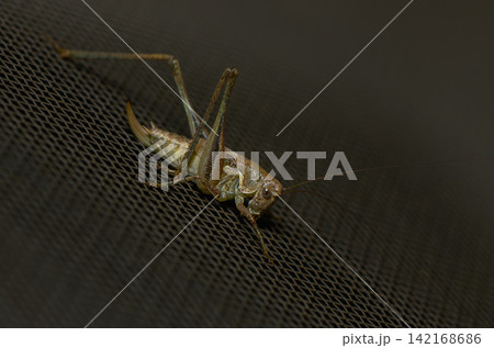 High-angle close-up of a bush-cricket on a dark mesh surface High-angle close-up of a bush-cricket on a dark mesh surface 142168686