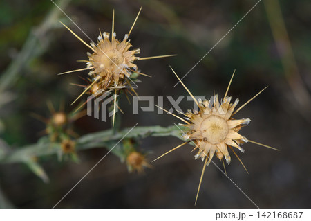 Top-down macro shot of dry, spiky thistle seed heads against a dark background Top-down macro shot of dry, spiky thistle seed heads against a dark background 142168687