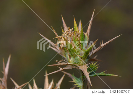 Close-up of a dry and spiky thistle flower head outdoors Close-up of a dry and spiky thistle flower head outdoors 142168707
