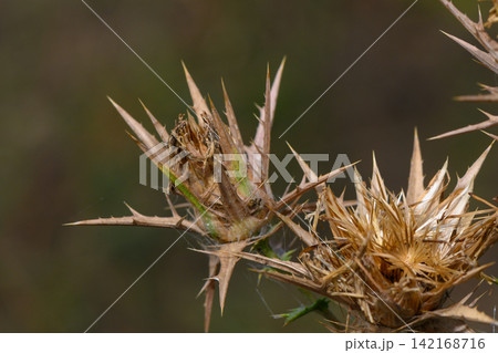 Close-up of dry, spiky thistle seed heads outdoors Close-up of dry, spiky thistle seed heads outdoors 142168716