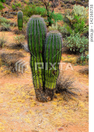 Young Saguaro Cactus Sonora desert Arizona Young Saguaro Cactus Sonora desert Arizona 142168738