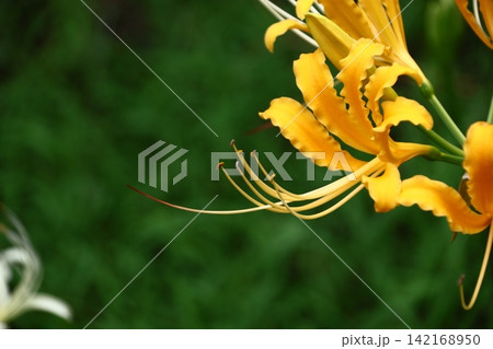 情熱の花 情熱の花 142168950