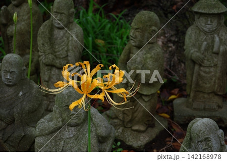 情熱の花 情熱の花 142168978