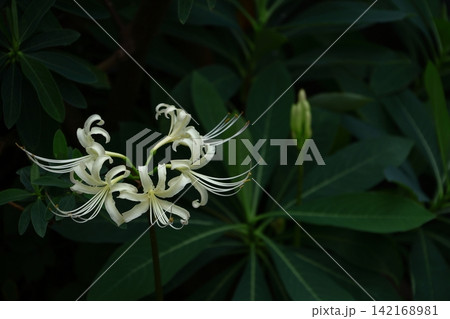 情熱の花 情熱の花 142168981