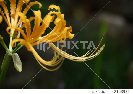 情熱の花 情熱の花 142168986