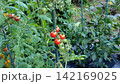 赤く実ったトマト 142169025