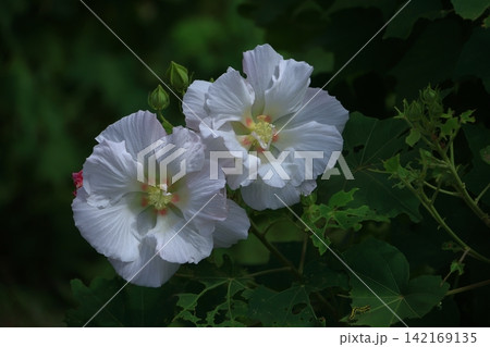 日本の美を象徴する花 日本の美を象徴する花 142169135