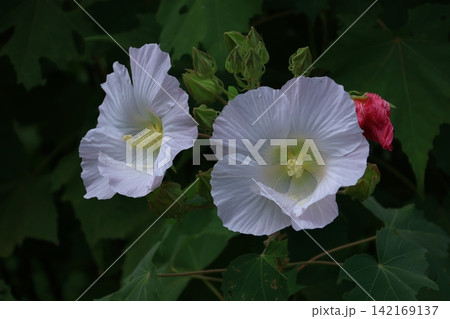 日本の美を象徴する花 日本の美を象徴する花 142169137