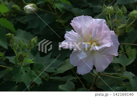 日本の美を象徴する花 日本の美を象徴する花 142169140