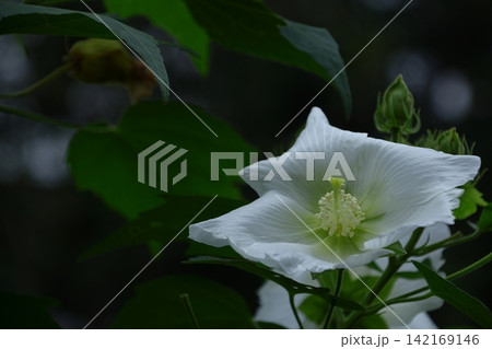 日本の美を象徴する花 日本の美を象徴する花 142169146