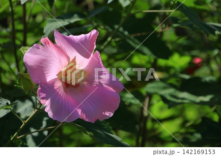 日本の美を象徴する花 日本の美を象徴する花 142169153