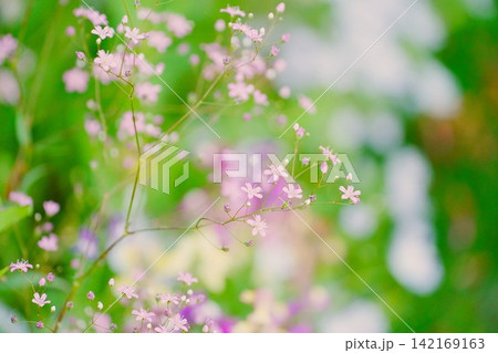 可憐な花 可憐な花 142169163