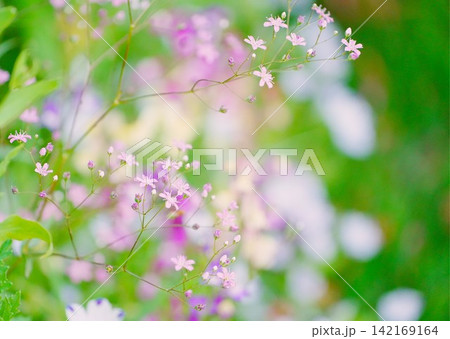 可憐な花 142169164