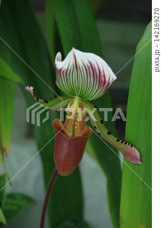 豪華な花 豪華な花 142169270