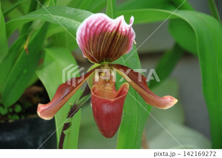豪華な花 豪華な花 142169272