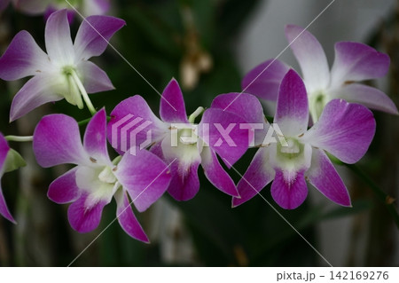 豪華な花 142169276