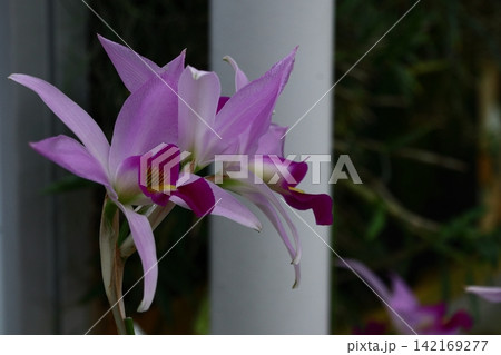 豪華な花 豪華な花 142169277