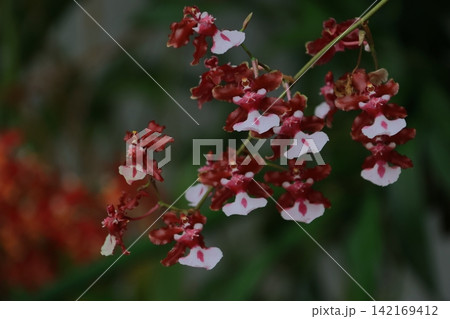 豪華な花 豪華な花 142169412