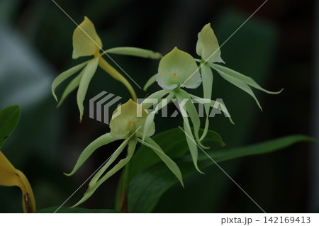 豪華な花 豪華な花 142169413