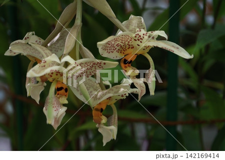 豪華な花 豪華な花 142169414