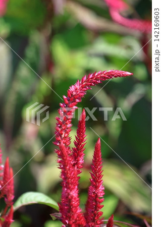 燃え上がる炎の花 142169603
