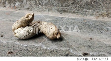 A pile of dried cat feces on the concrete floor. A pile of dried cat feces on the concrete floor. 142169831
