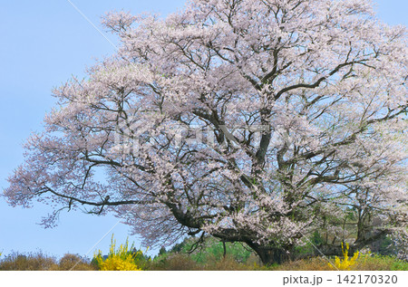 一本桜 - 美しく咲く満開の七草木桜 一本桜 - 美しく咲く満開の七草木桜 142170320