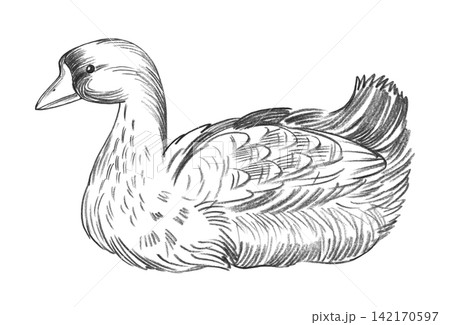 Goose. Handmade farm pencil illustrations. For design of cards, cover, prints, product labels and fabric. Goose. Handmade farm pencil illustrations. For design of cards, cover, prints, product labels and fabric. 142170597