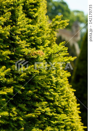 A close-up of a lush evergreen shrub, dominated by dense foliage that fills the frame vertically from bottom to top A close-up of a lush evergreen shrub, dominated by dense foliage that fills the frame vertically from bottom to top 142170735