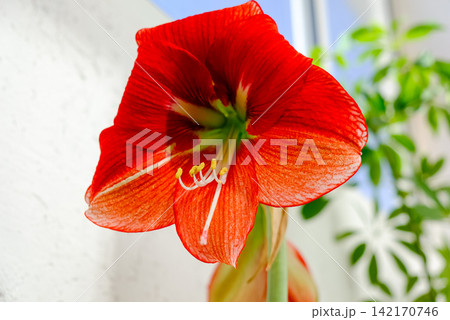 A vibrant red amaryllis flower in full bloom with symmetrical petals radiating outwards A vibrant red amaryllis flower in full bloom with symmetrical petals radiating outwards 142170746