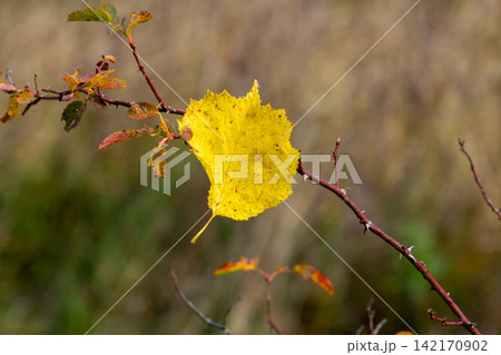 Close-up of a leaf in autumn colors. Can be used for a grieving and condolence card. 142170902